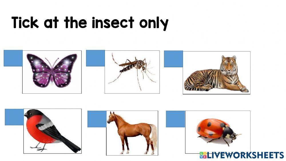 Insects