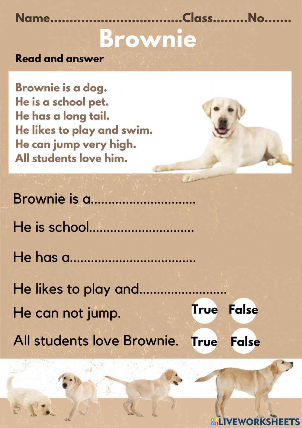 Brownie a dog