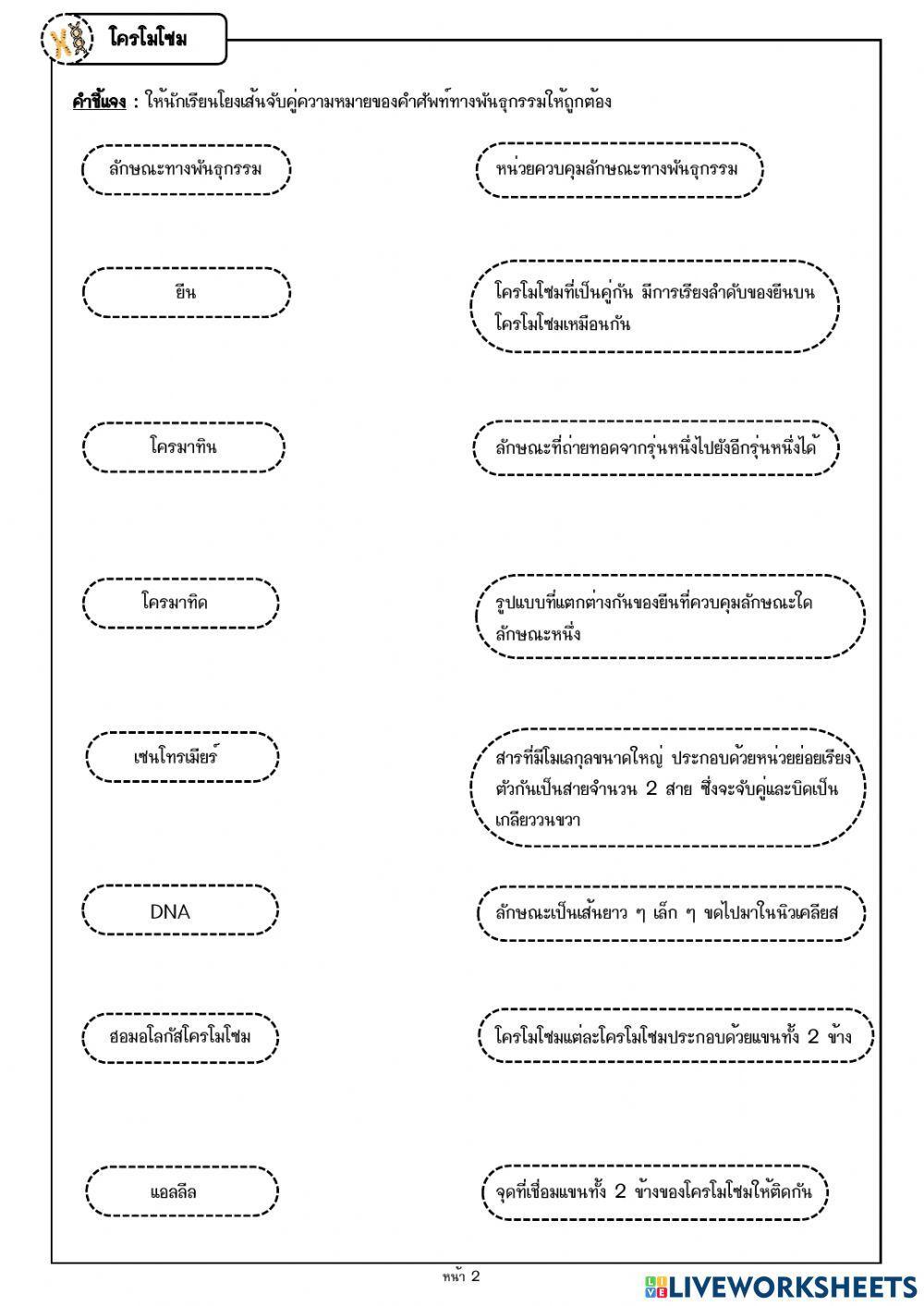 แบบฝึกหัด โยงเส้นโครโมโซม