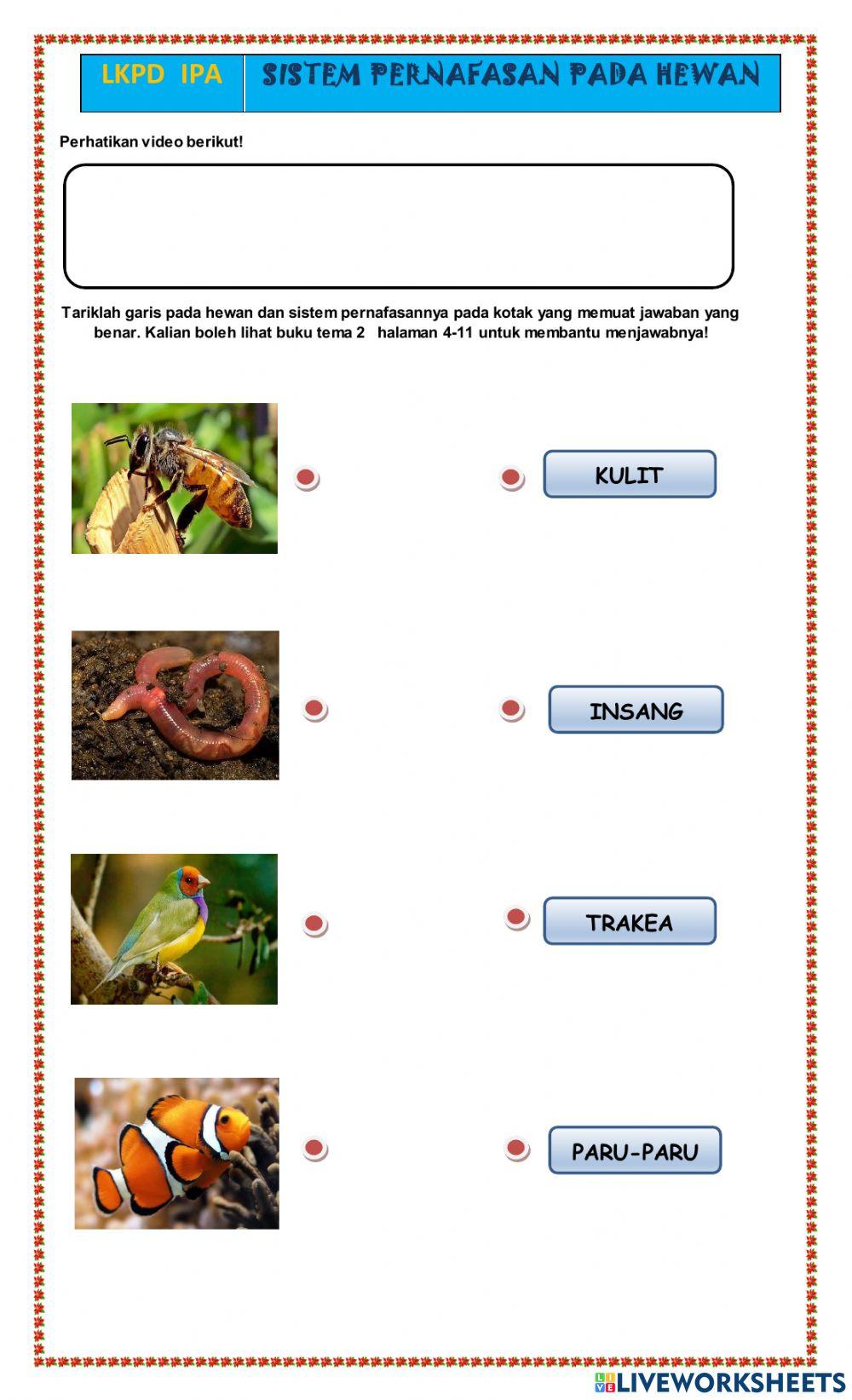 Sistem Pernafasan Hewan