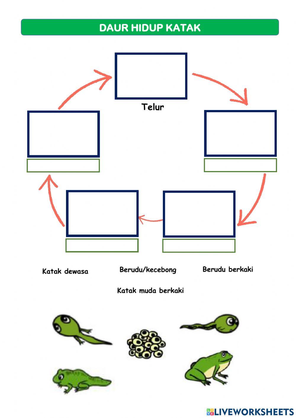 3.4 Daur Hidup Hewan Tematik 3A ST 1 dan 2
