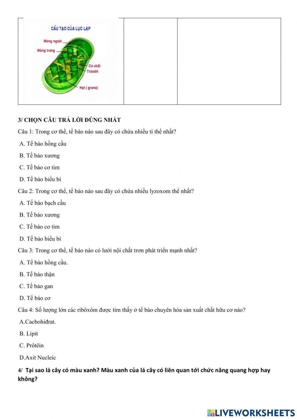 Tế bào nhân thực