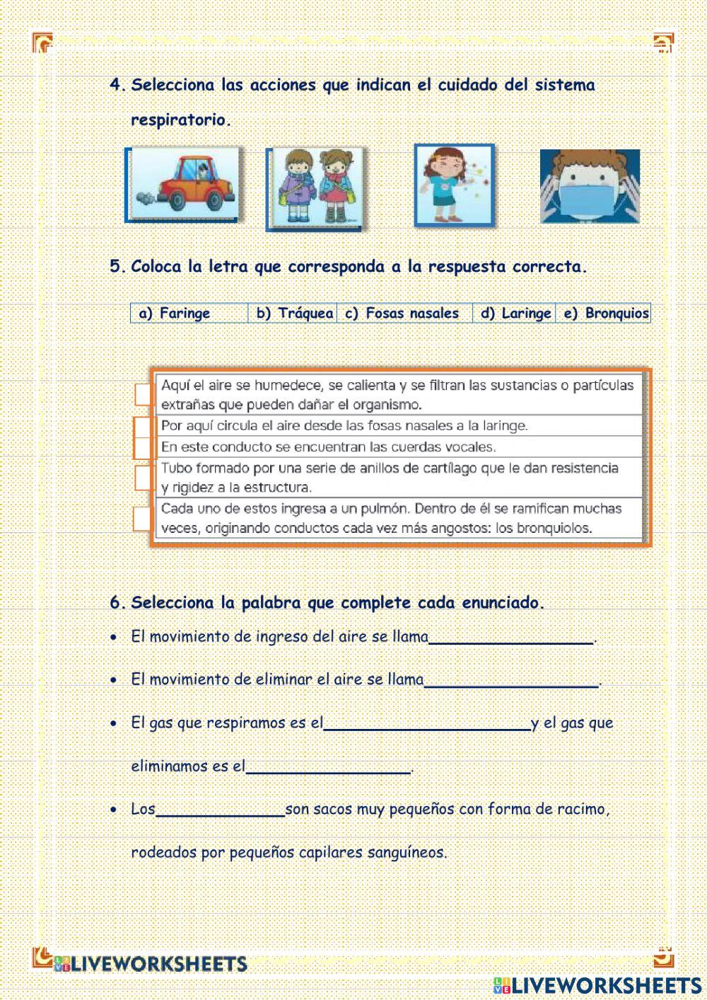 Sistema Respiratorio