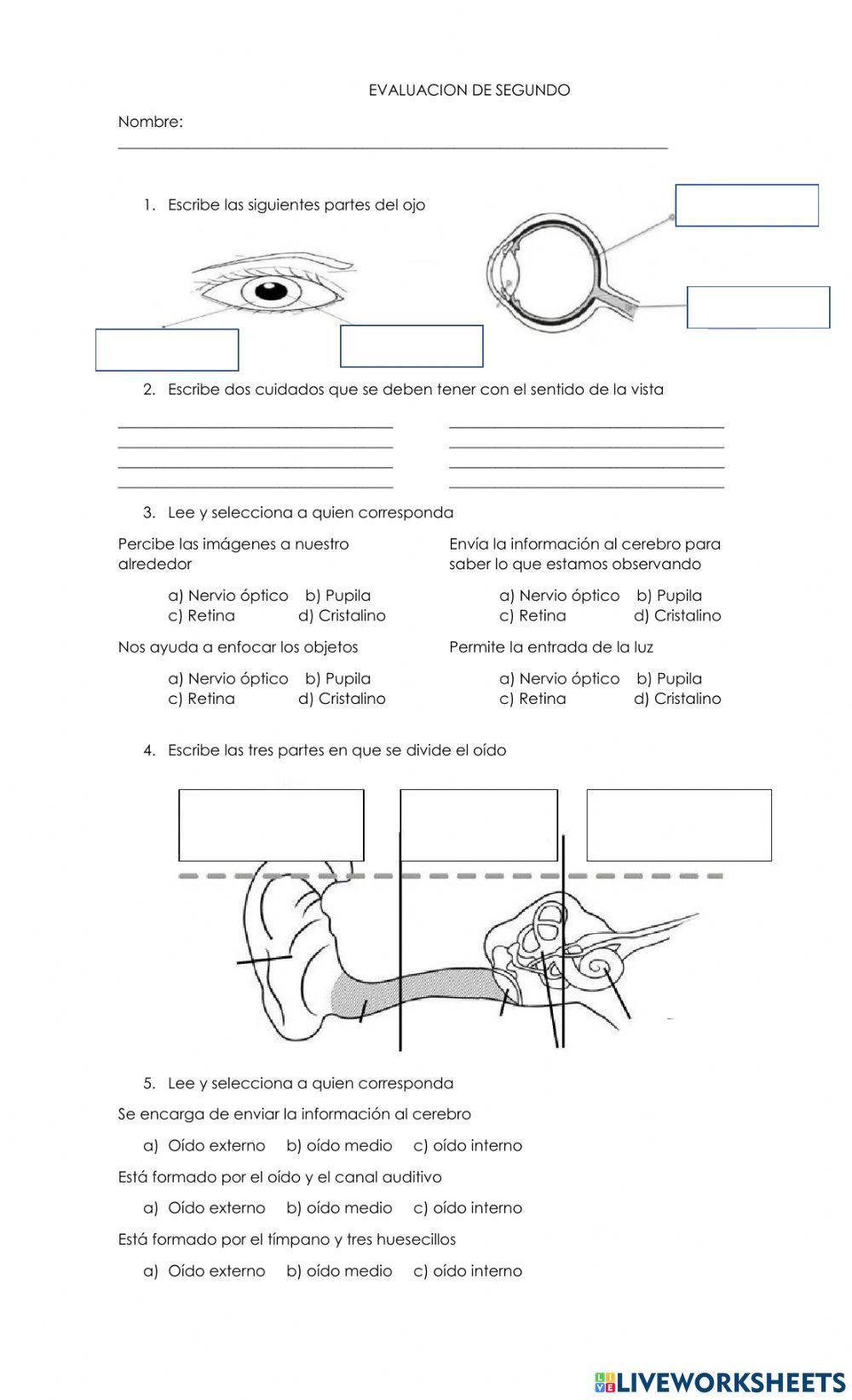 Sentidos de la vista y el oido