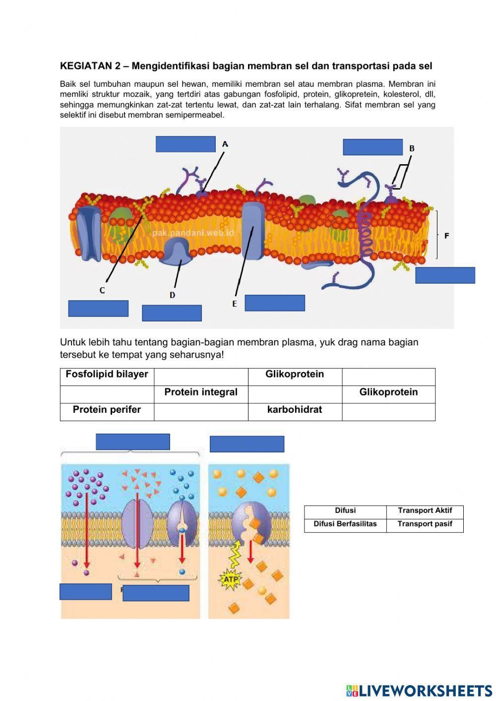 E-LKPD Bagian Sel dan Membran Sel