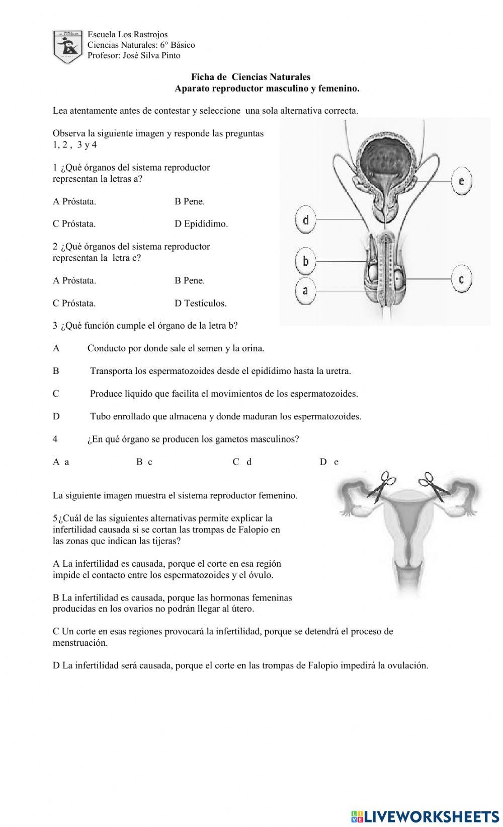 Sistema Reproductor Masculino y femenino