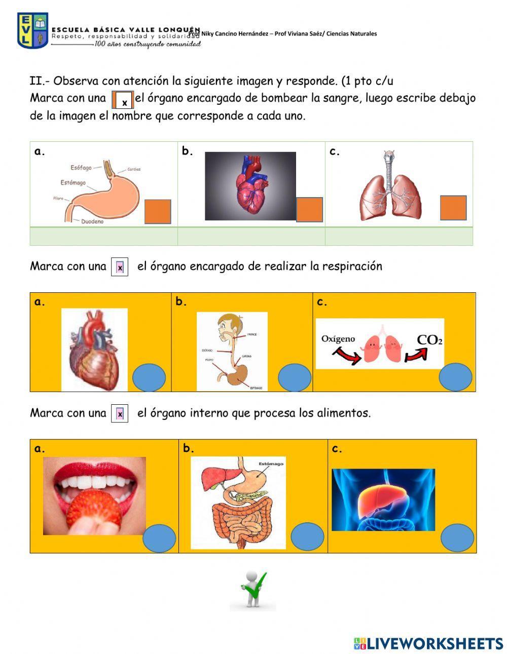 Los órganos internos