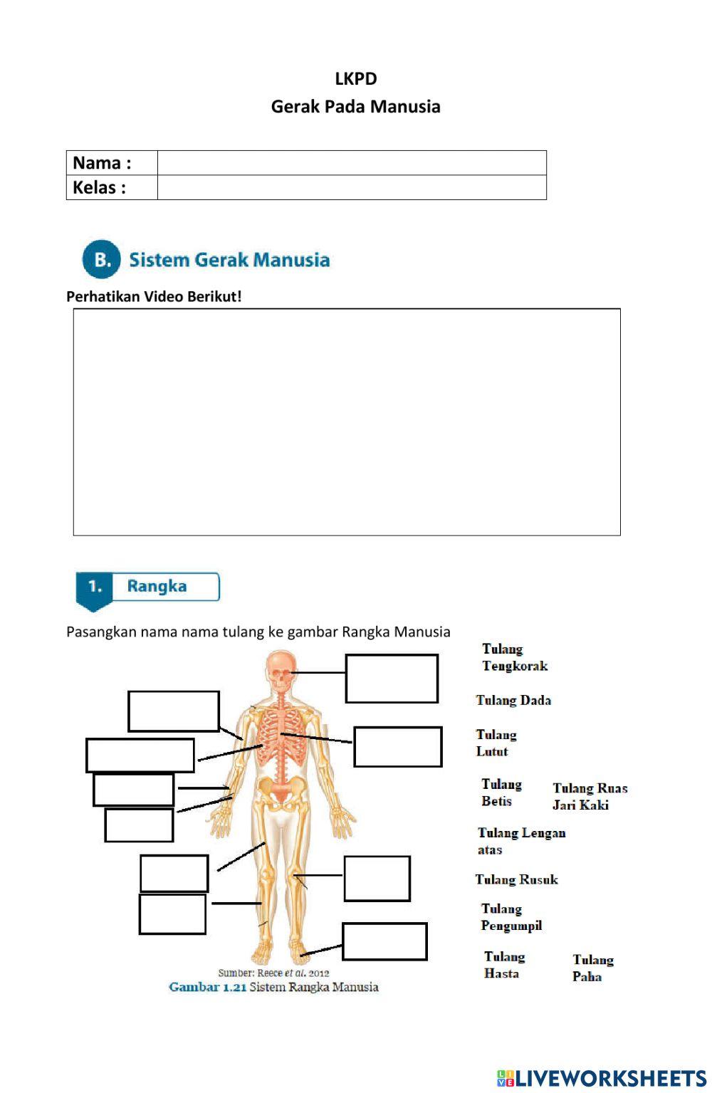 LKPD Sistem Gerak pada Manusia