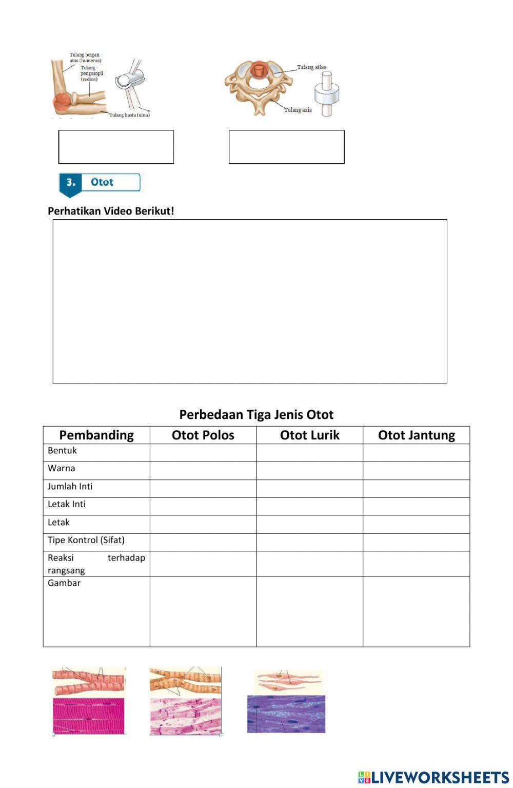 LKPD Sistem Gerak pada Manusia