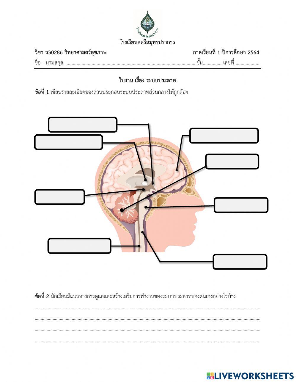 ใบงาน ระบบประสาท