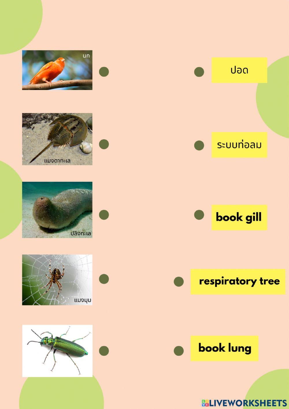 ระบบหายใจ