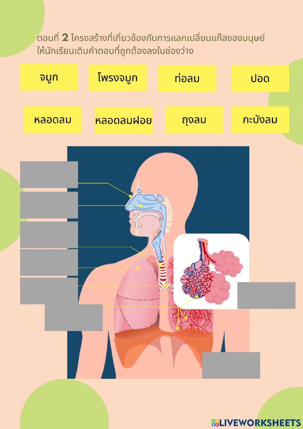 ระบบหายใจ