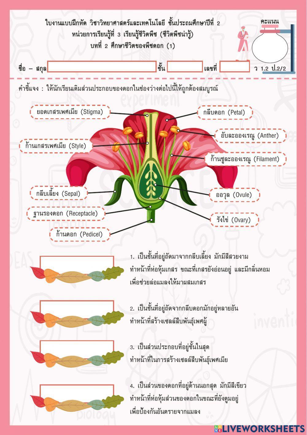 ศึกษาชีวิตพืชดอก ป.2