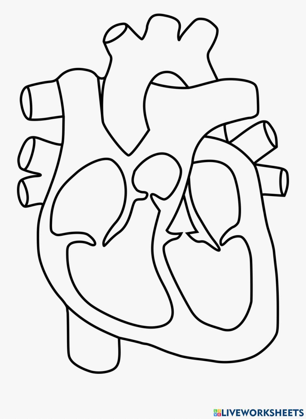 Label struktur jantung