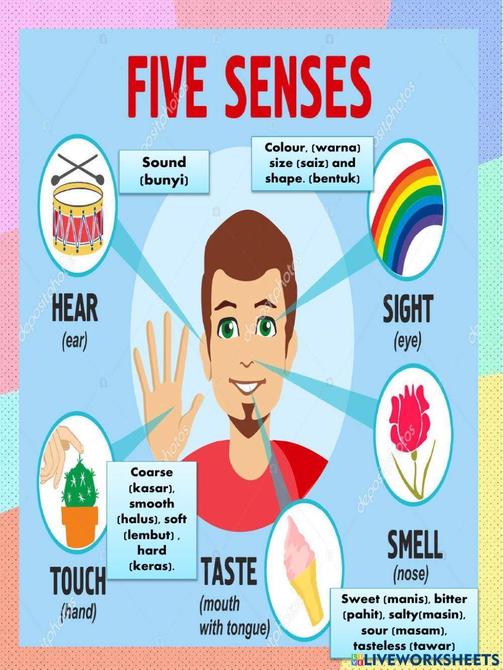 Human senses