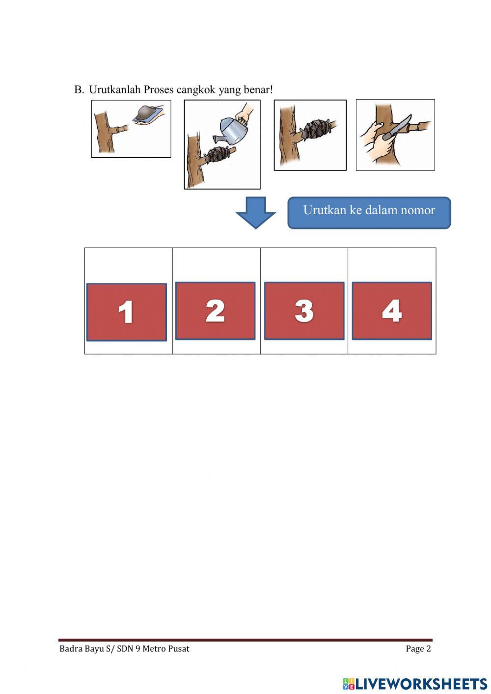 Perkembangbiakan Vegetatif tumbuhan