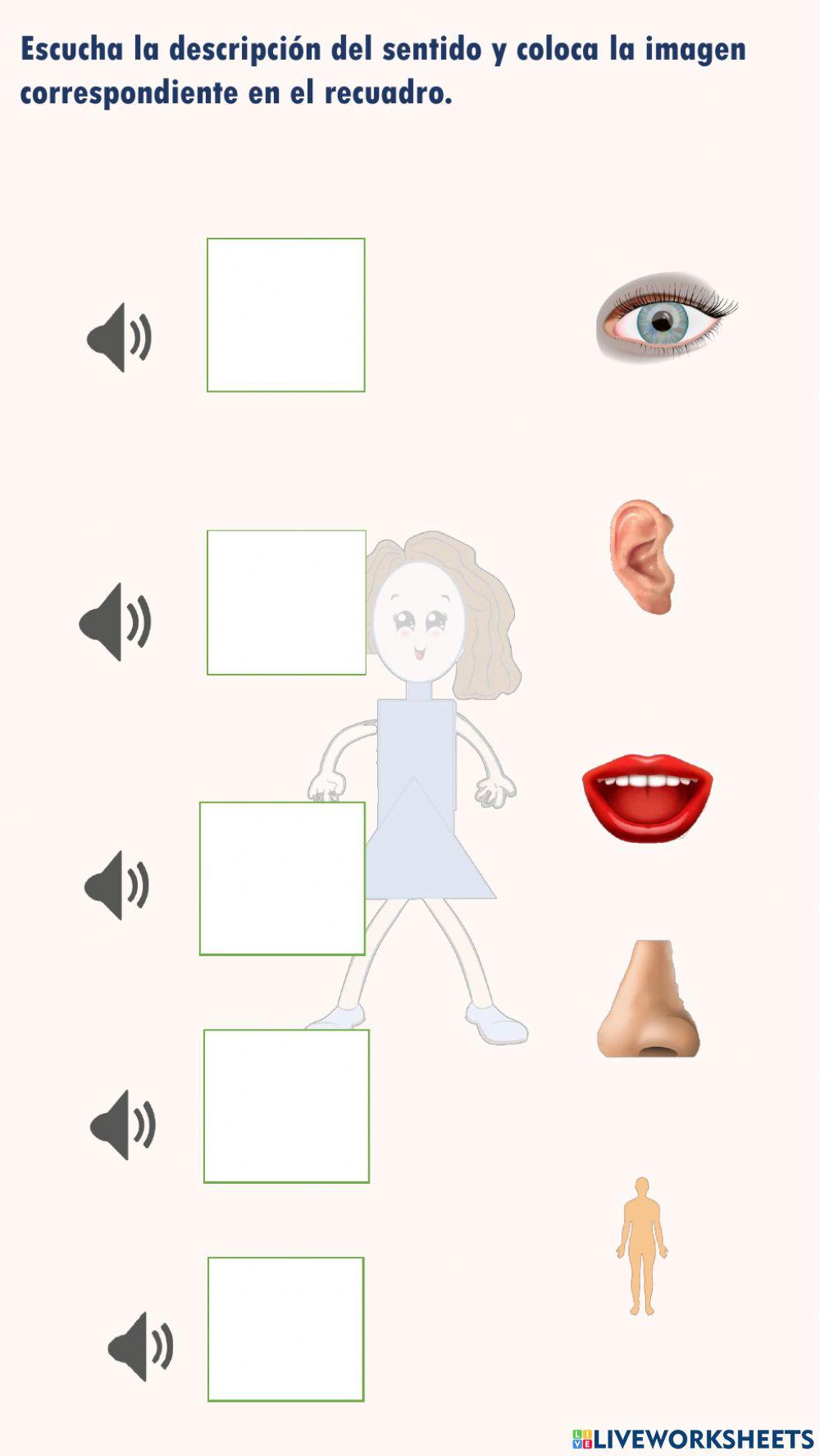 Escucha la descripción del sentido y coloca cada imagen en el recuadro que corresponde.