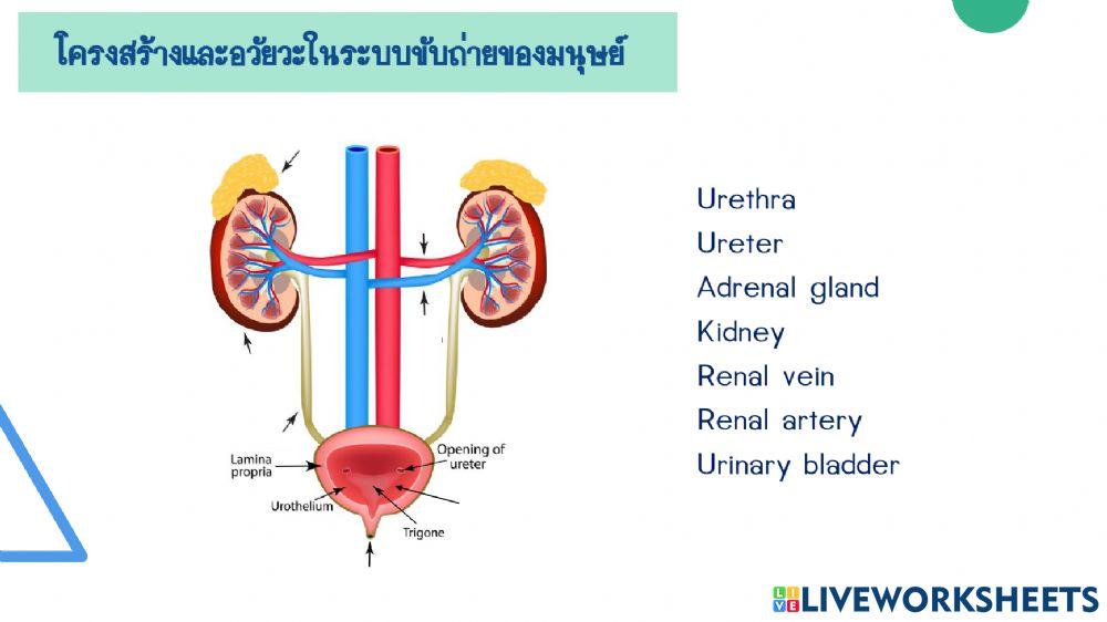 โครงสร้างที่เกี่ยวข้องกับการขับถ่ายในมนุษย์