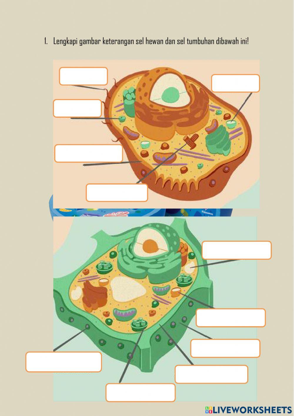 Sel dan Transpor Zat