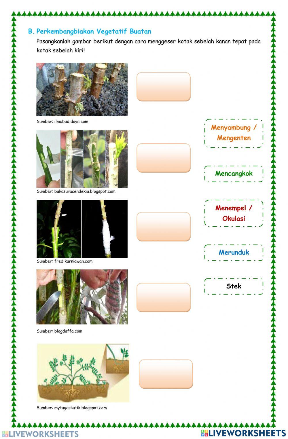 Perkembangbiakan tumbuhan