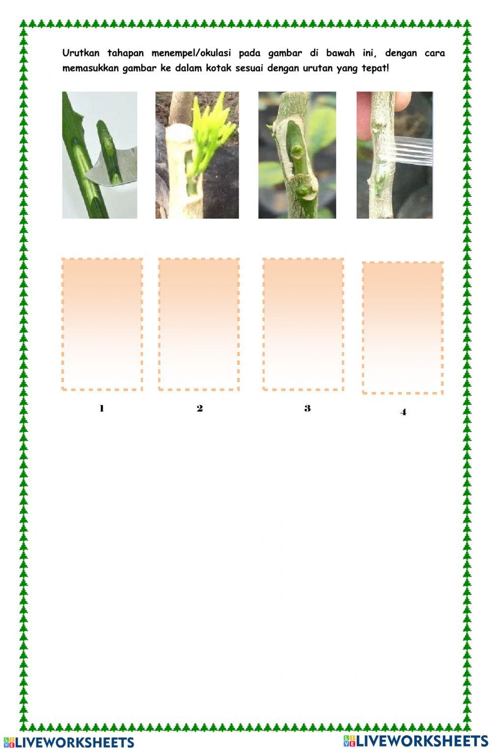 Perkembangbiakan tumbuhan