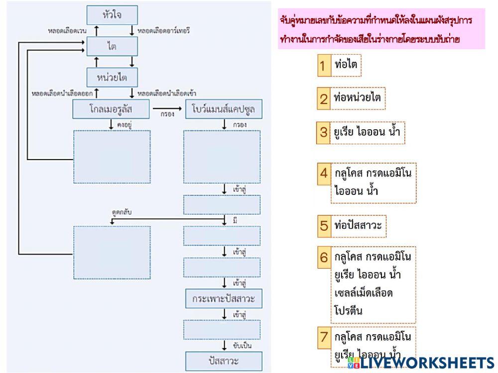 แผนผังสรุปการทำงานของระบบขับถ่าย