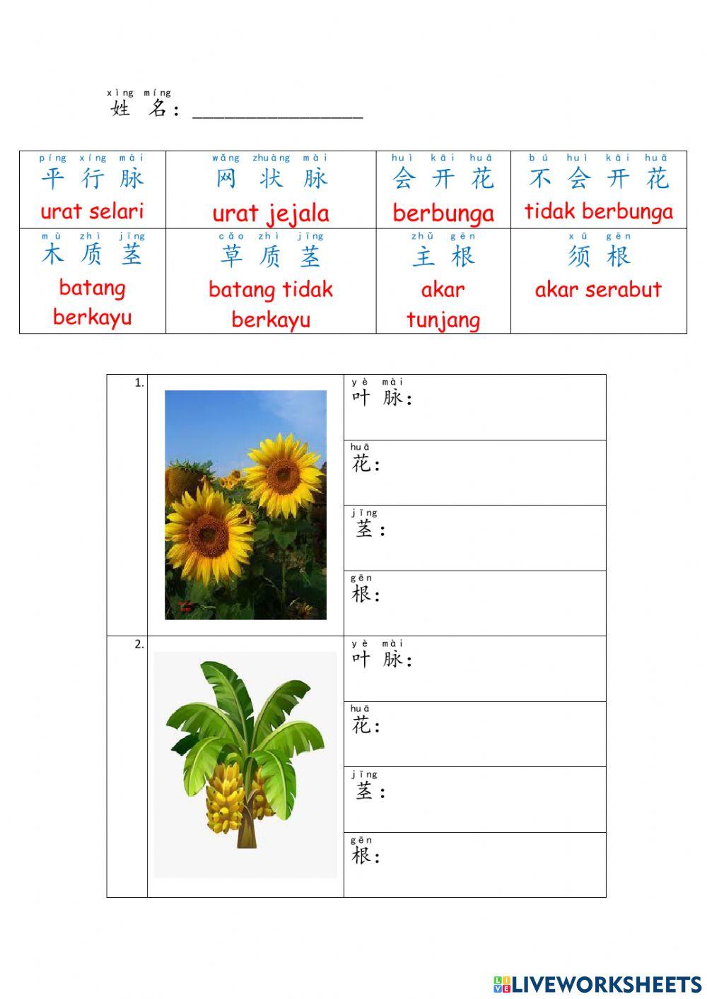 一年级植物练习题