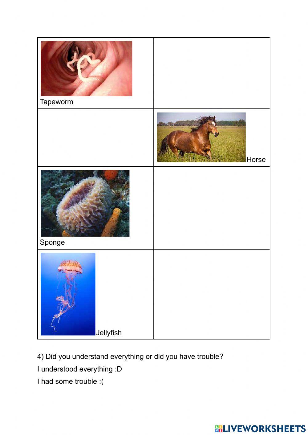 Animal Classification Worksheet