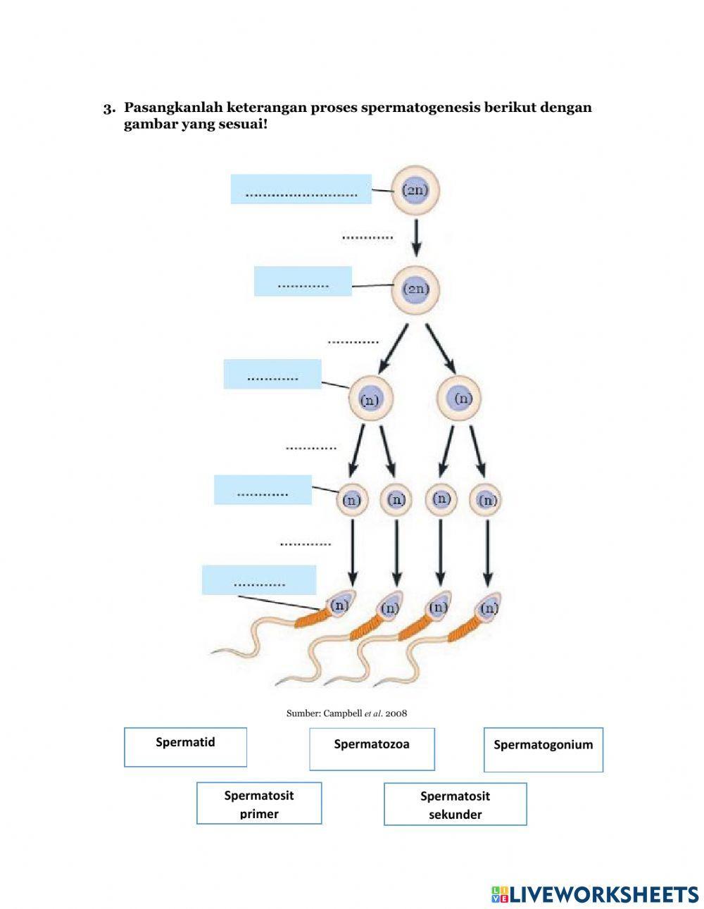 Pembelahan Mitosis dan Meiosis