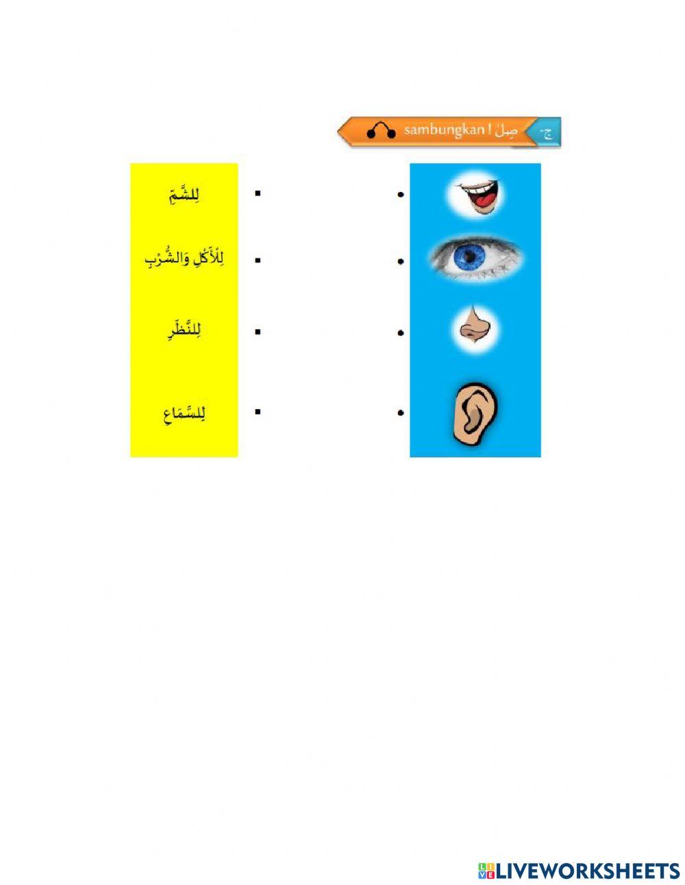 Mengenal Fungsi Anggota Tubuh