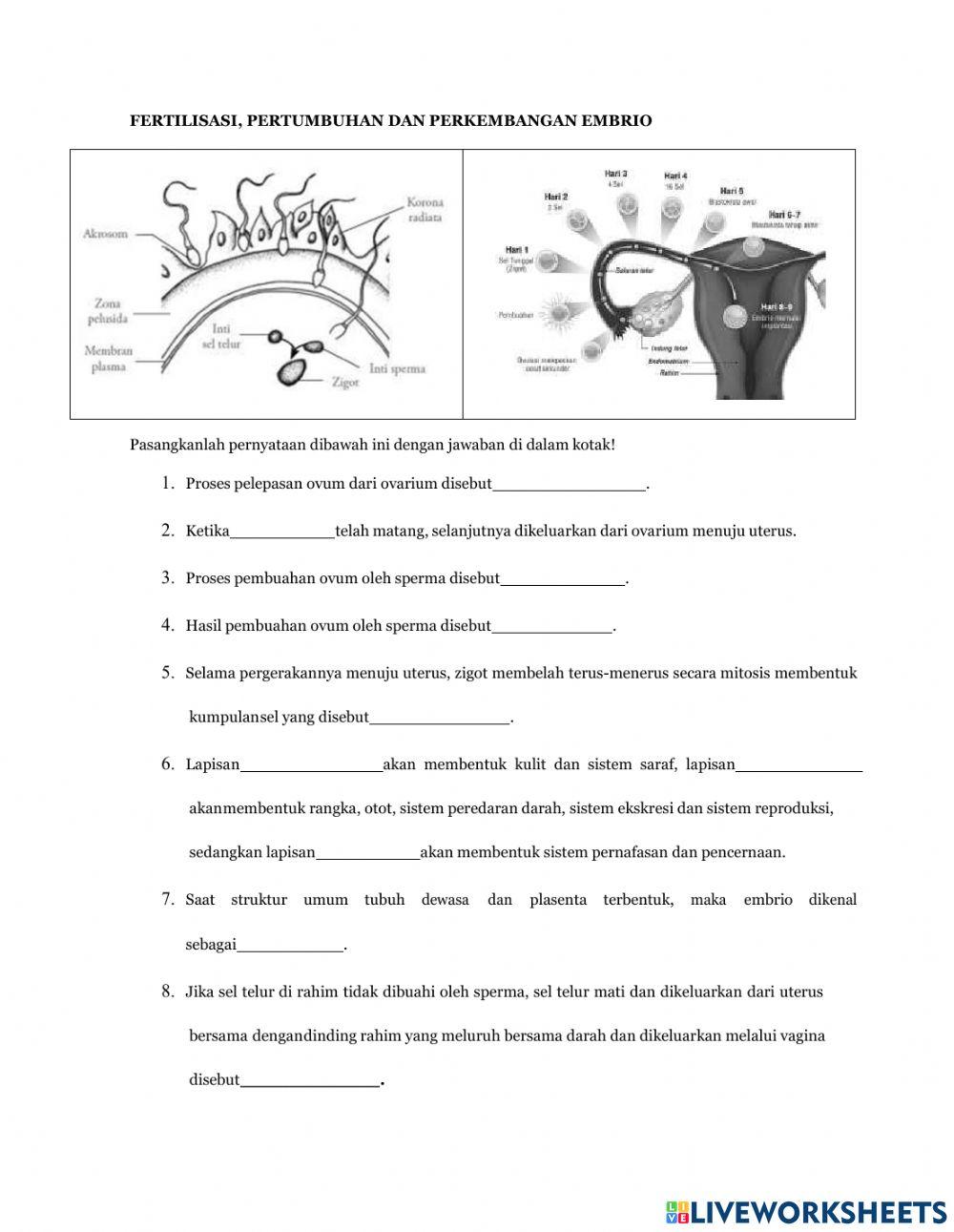 Menstruasi dan fertilisasi
