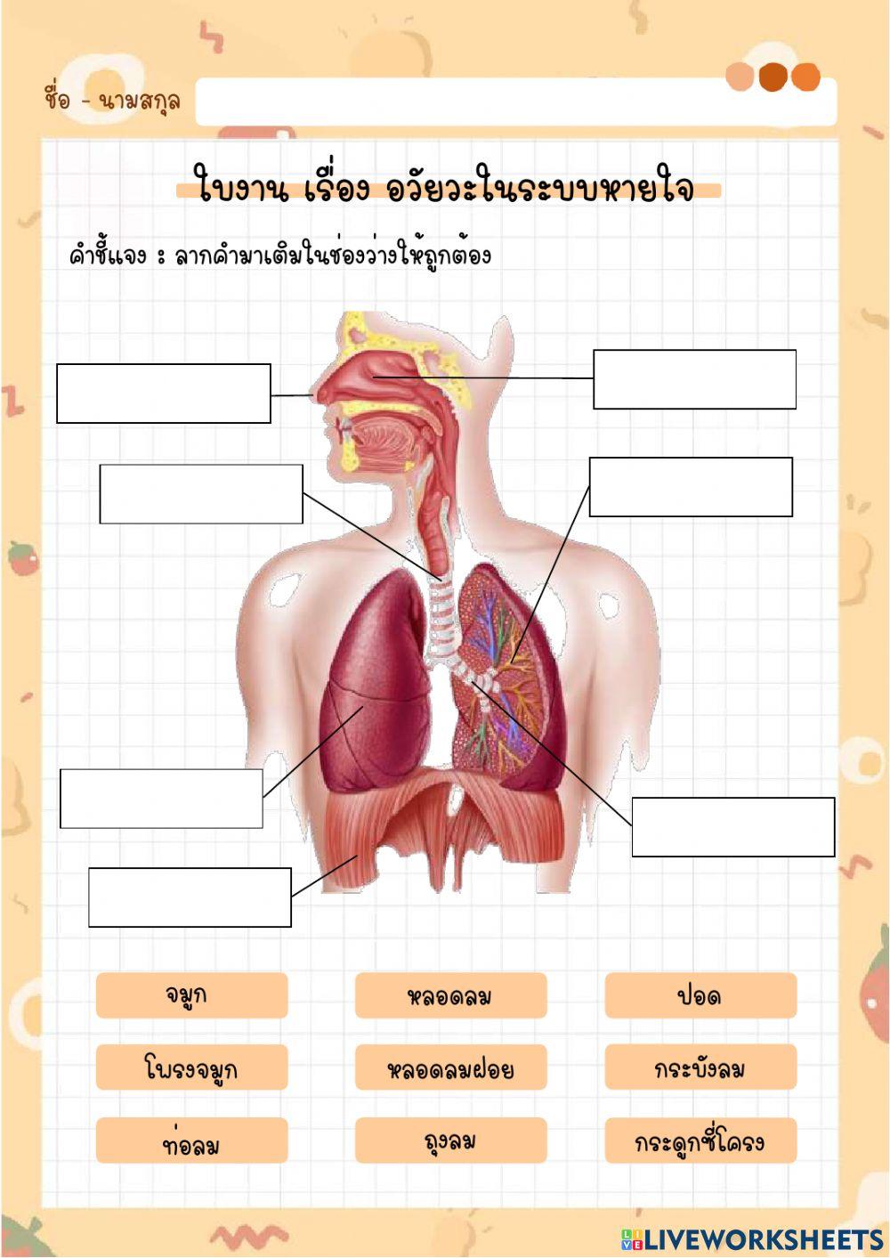 ใบงาน เรื่อง อวัยวะในระบบหายใจ