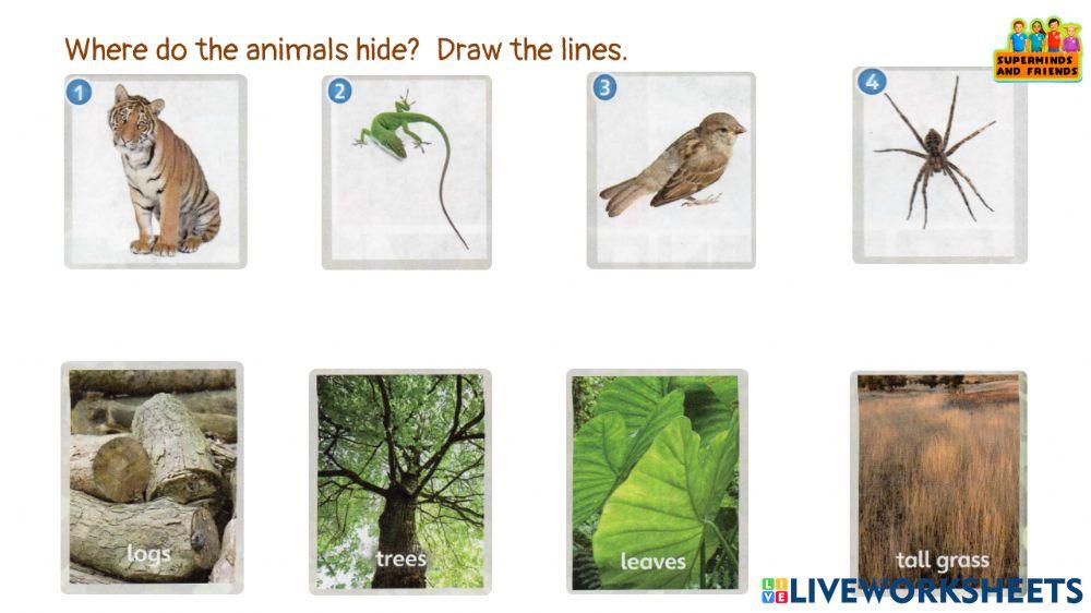 Worksheet for CAMOUFLAGE ANIMALS Super Minds pg 42 43 WHERE DO ANIMALS HIDE