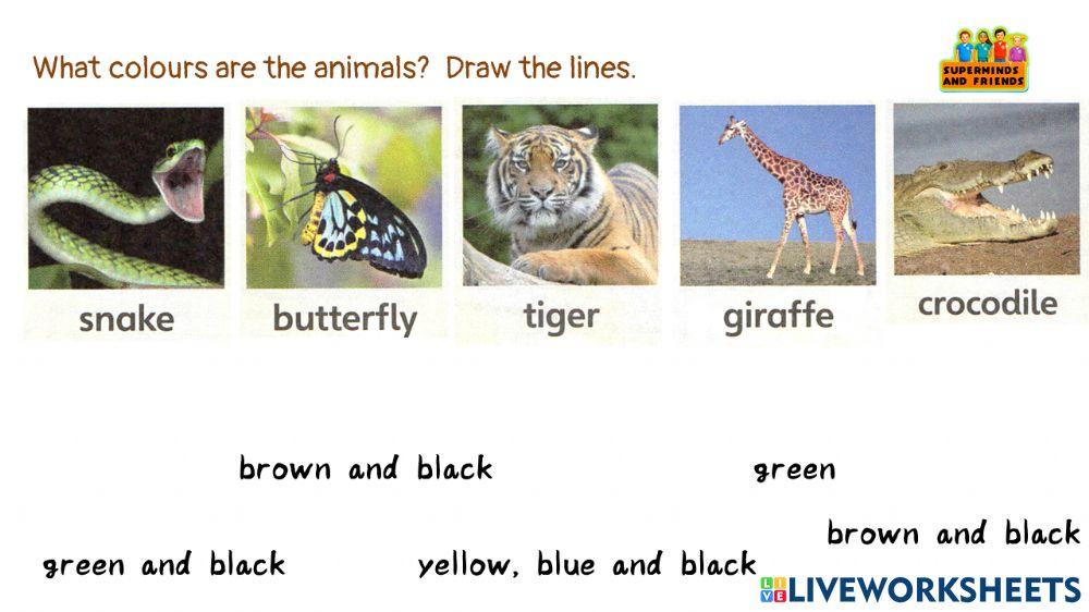 Worksheet for CAMOUFLAGE ANIMALS Super Minds  UNIT 3 PET SHOW PAGE 42,43 WHAT COLOURS ARE THE ANIMALS