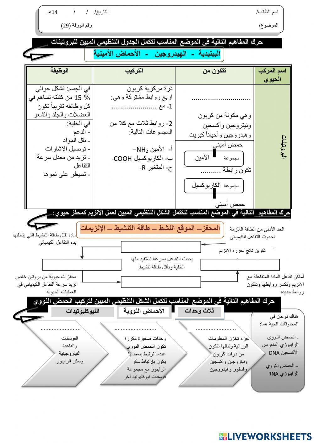 ورقة 29تفاعلية3