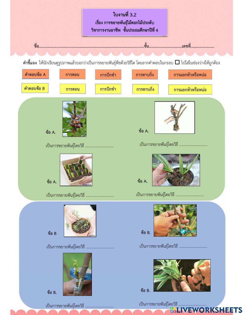 ใบงานที่ 3.2 การขยายพันธุ์ไม้ดอกไม้ประดับ