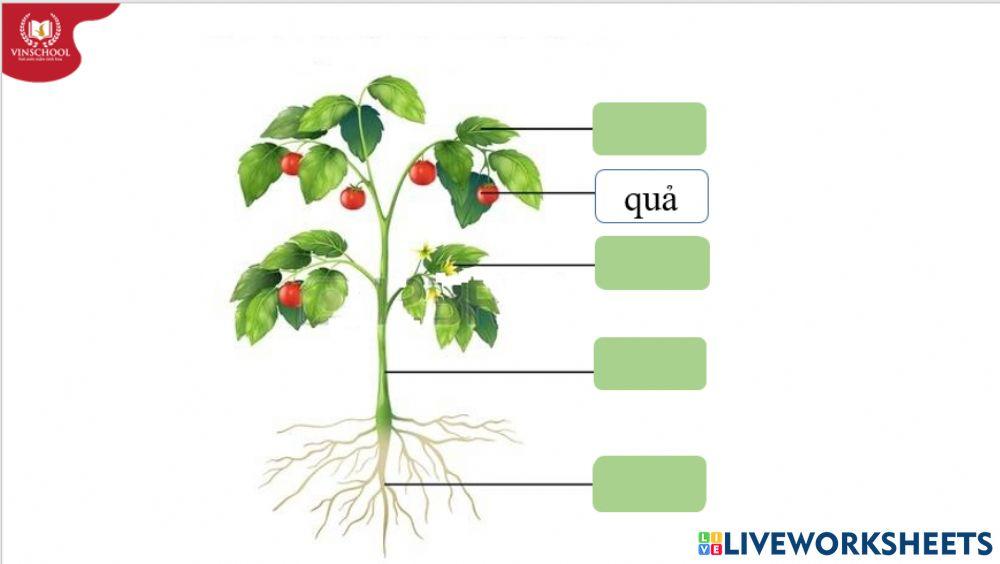 Cây và các bộ phận của cây