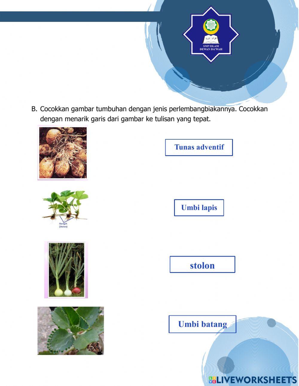 LKPD Reproduksi Tumbuhan