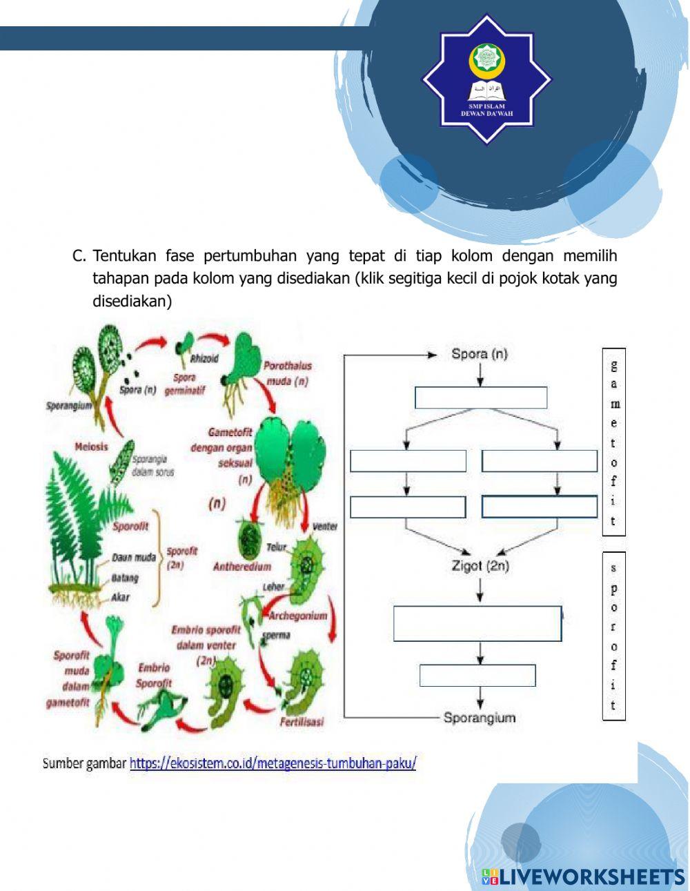 LKPD Reproduksi Tumbuhan