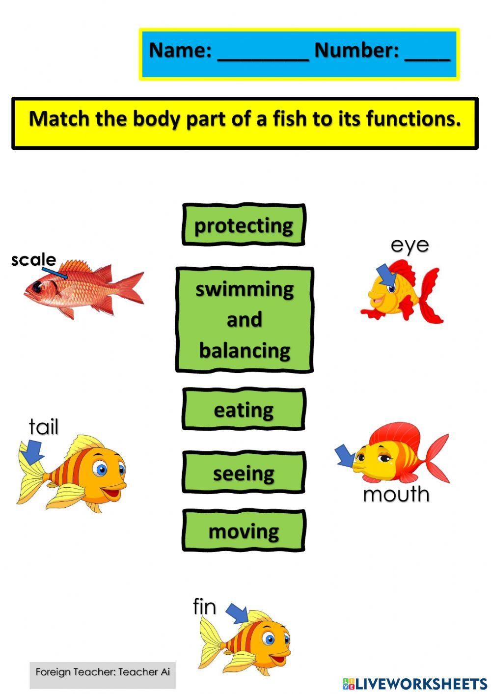 Parts of fish and functions