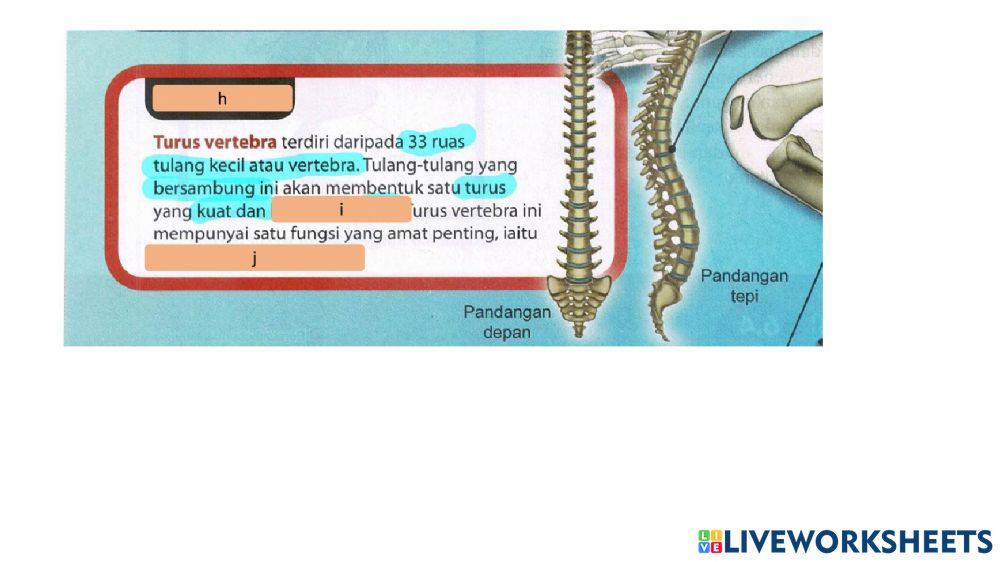 Sistem rangka manusia