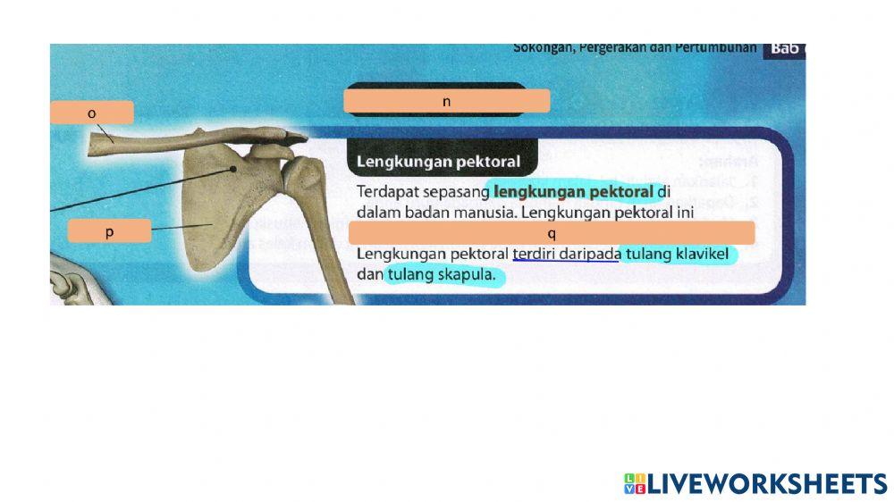 Sistem rangka manusia