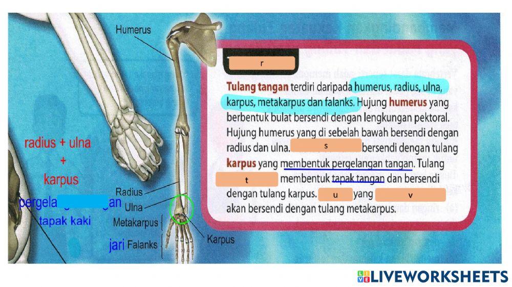 Sistem rangka manusia