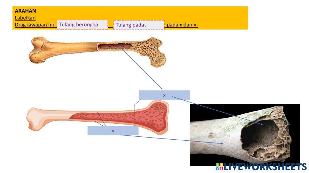 Sistem rangka manusia