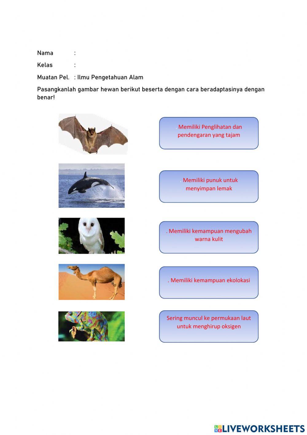LKPD Adaptasi Pada Hewan