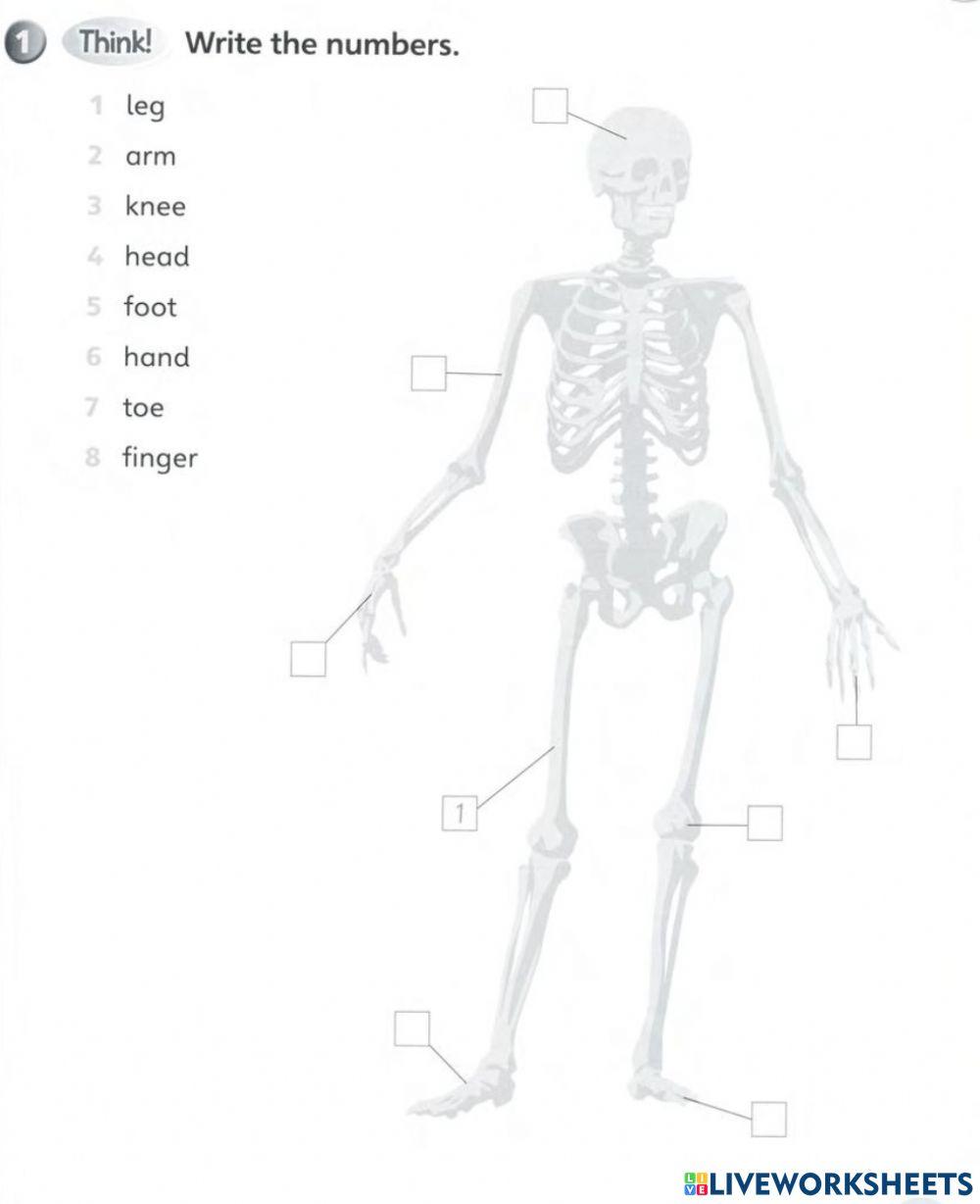 The Skeleton and bones