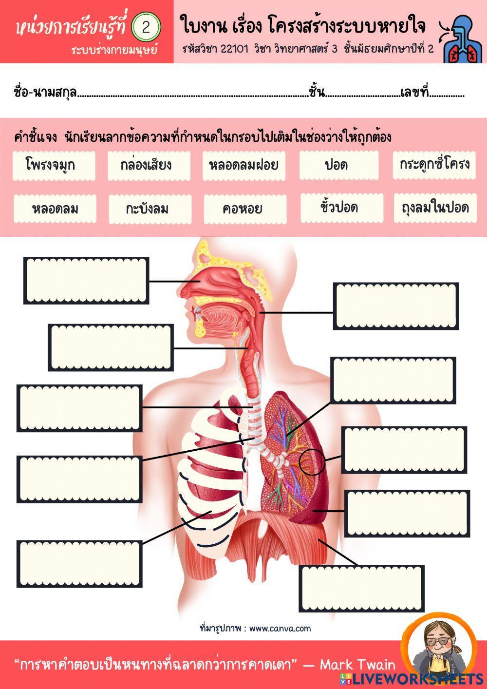 ใบงานเรื่อง โครงสร้างระบบหายใจ