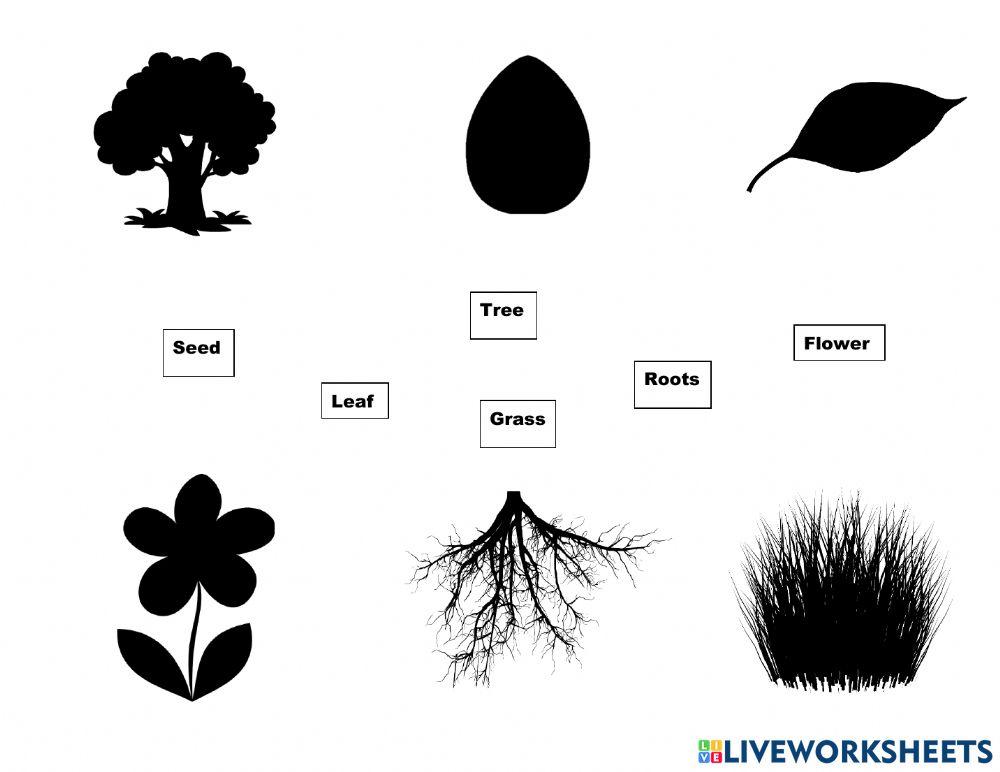 Plants vocabulary