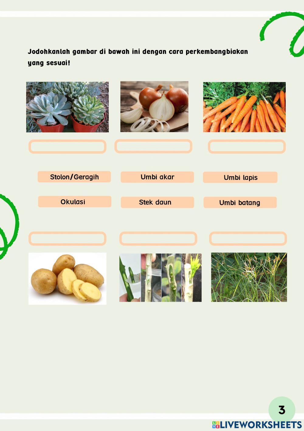 LKPD Reproduksi Vegetatif Tumbuhan