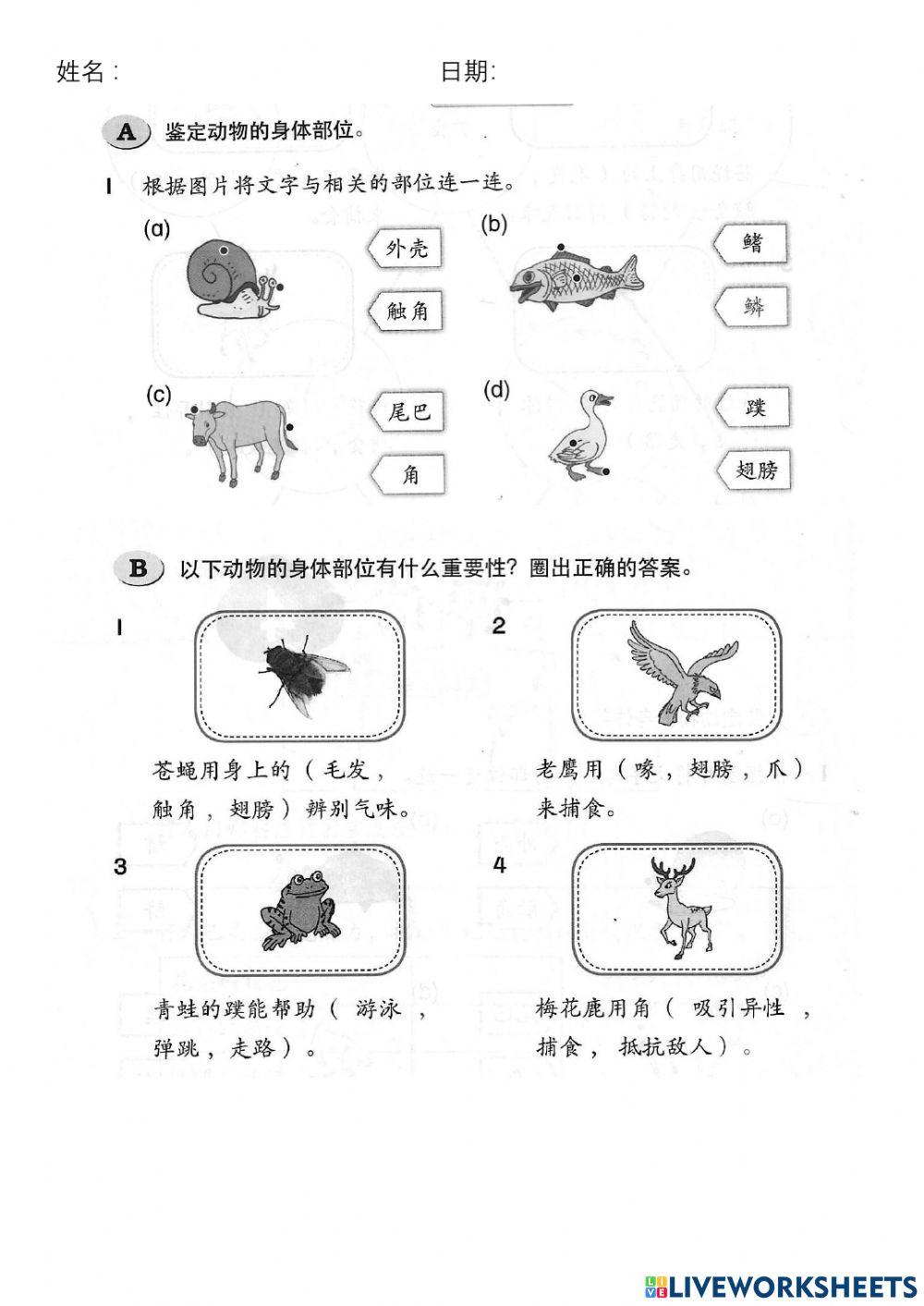 一年级科学复习（动物）